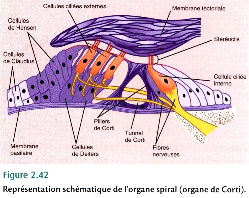 Organe De Corti - Structure Et Rôle De Ce Composant Clé De L'oreille ...