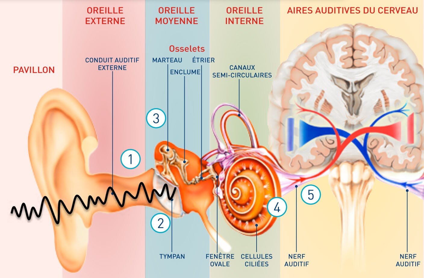 Modèle D'oreille Anatomique Et Dispositif Médical Utilisé Pour Vérifier L' otoscope Des Oreilles Concept De Prévention Et De Santé Des Organes  Auditifs
